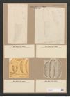 Amphora robusta Greg. (de-Toni-Nr.: Genus 36, Species 1634) Zeichnungen Sammlung Grunow Nr. 3119 (NHMW-BOT-W0370545)